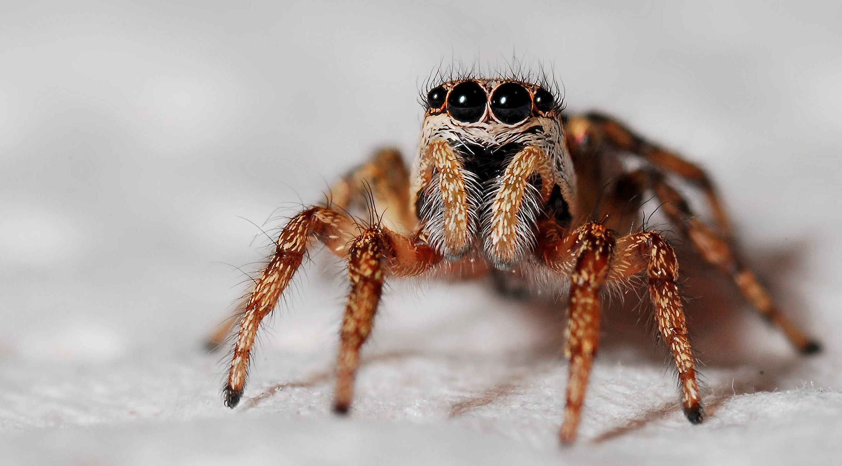 Closeup of a spider